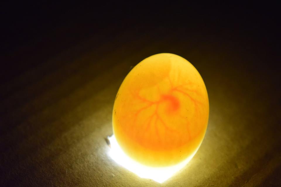 🐦Candling Eggs 🥚: How To Tell If An Egg Is Fertilized