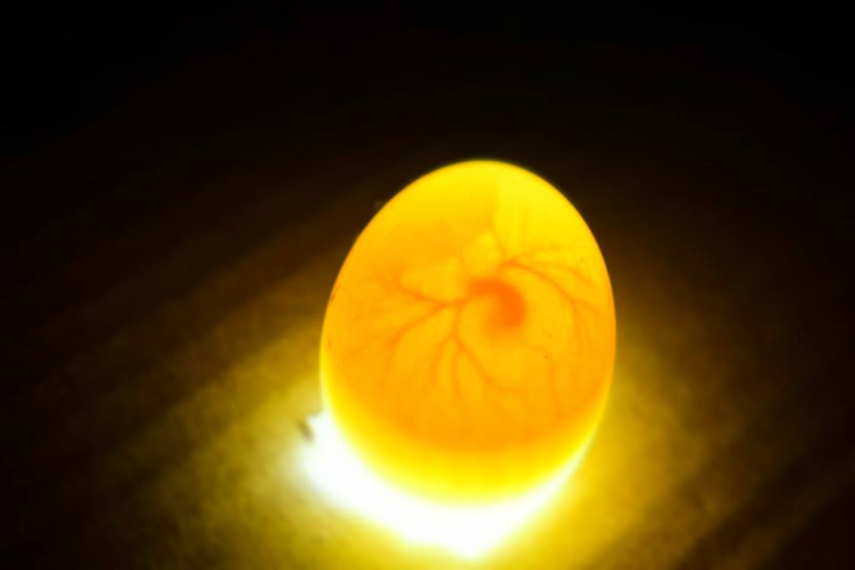 🐦Candling Eggs 🥚 How To Tell If An Egg Is Fertilized