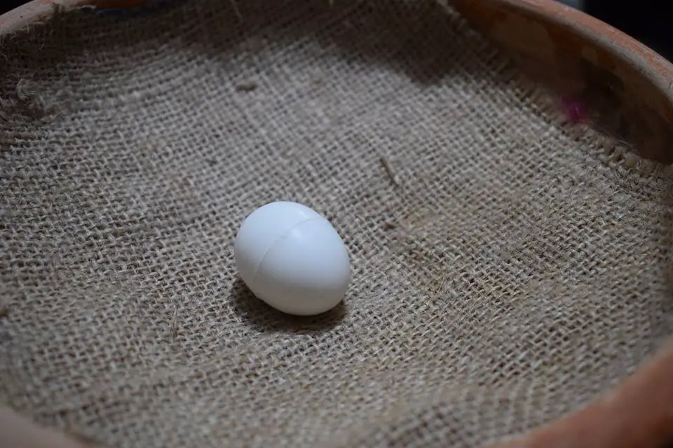 pigeon eggs artificial