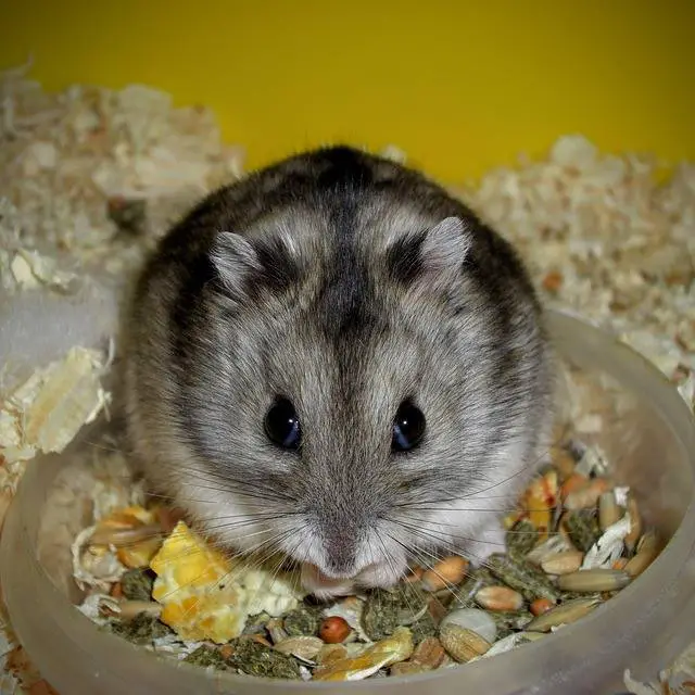 Campbell’s dwarf hamsters