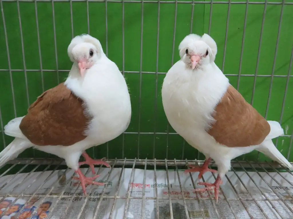 Baby Pigeon German Shield