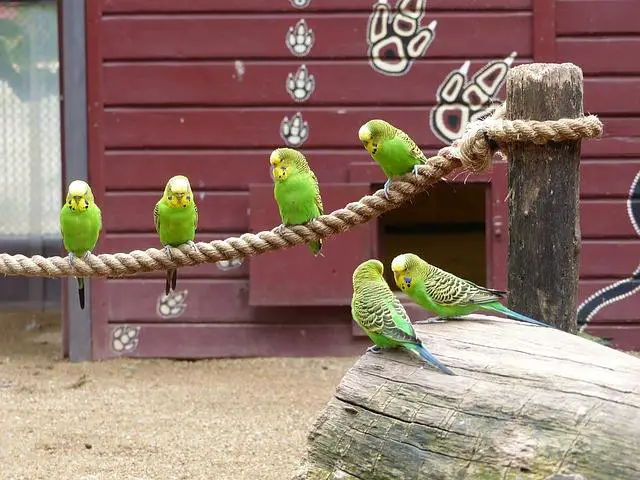 Parakeets bird group