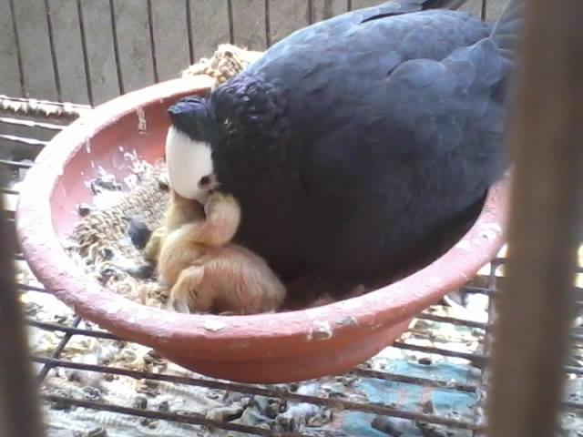 baby pigeon feeding