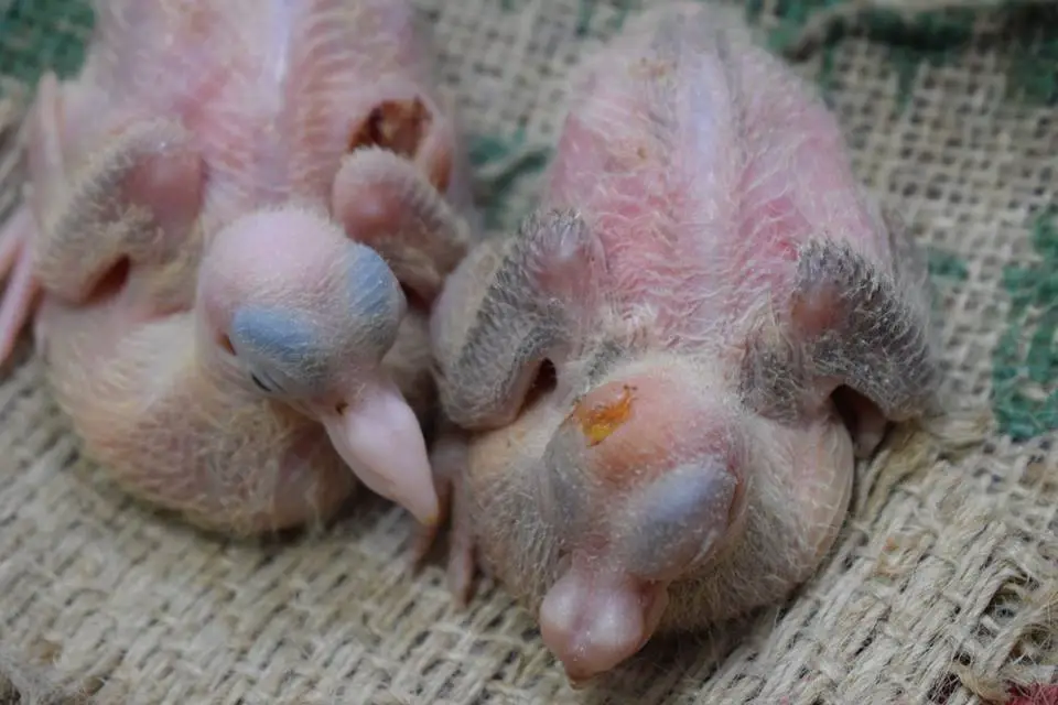 wounded baby pigeon