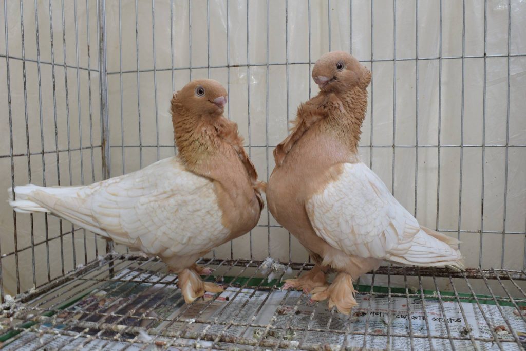 Fancy pigeon blondinette