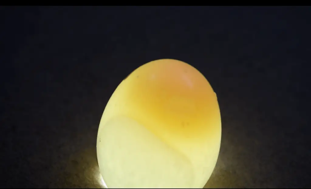 candling egg non fertile pigeon egg