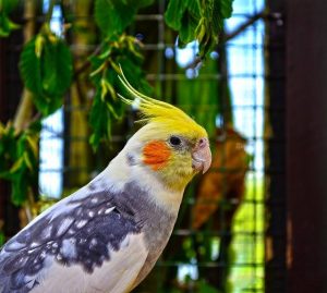 Cockatiel Facts – All Basic Information of Cockatiel Bird