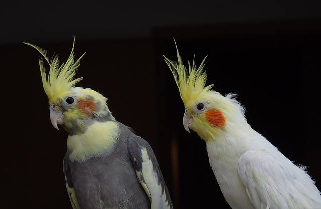 cockatiel bird pair