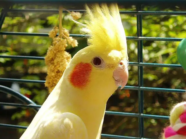 cockatiel bird color