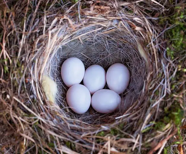 cockatiel egg