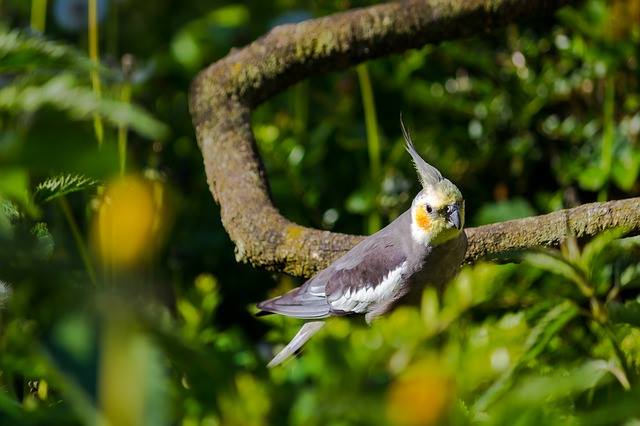 cockatiel image