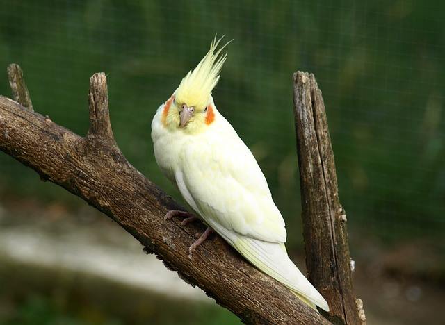 lifespan of cockatiel