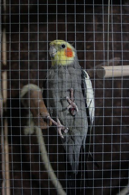 cockatiel inside the cage