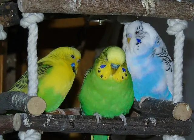 color of parakeet