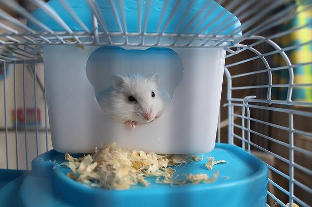 hamster in cage