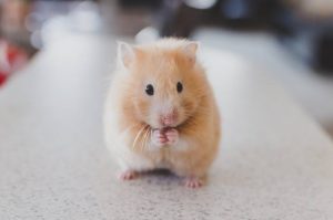 Hamster Facts – All About Hamsters You Need To Know