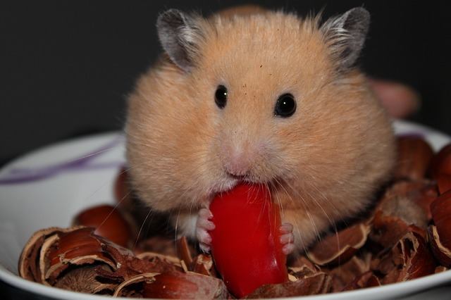 hamsters food