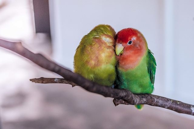 lovebird pair