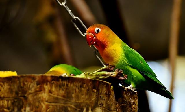 lovebird foods