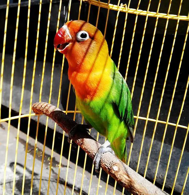 lovebird cage