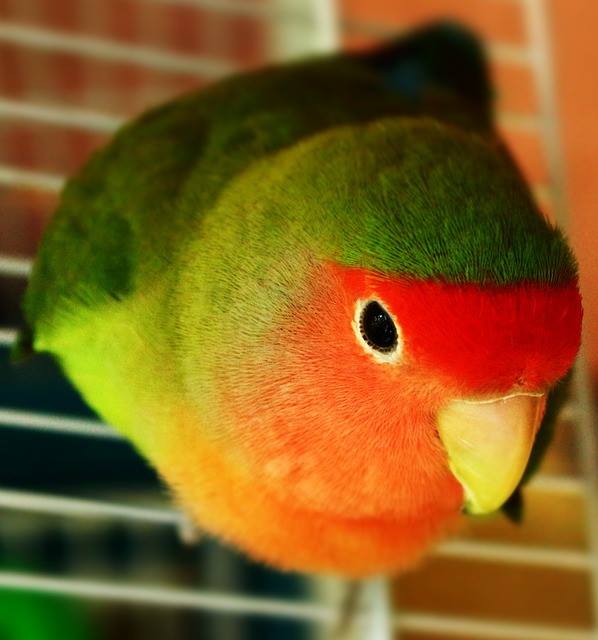 lovebird pets