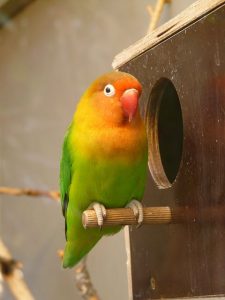 Facts About Lovebirds