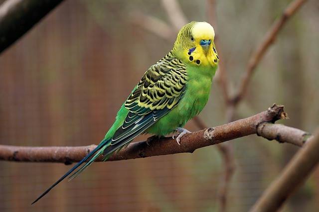 parakeets bird