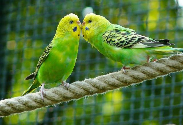 parakeets bird male-female