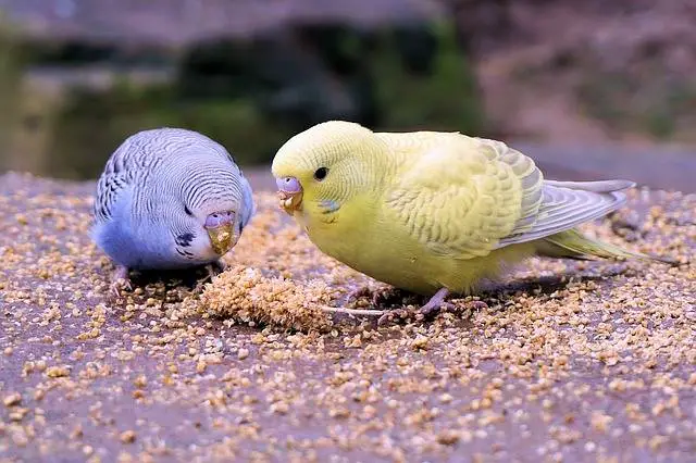 parakeet food