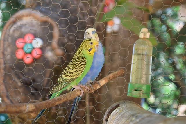 parakeet on cage