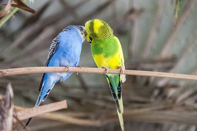 parakeet pair