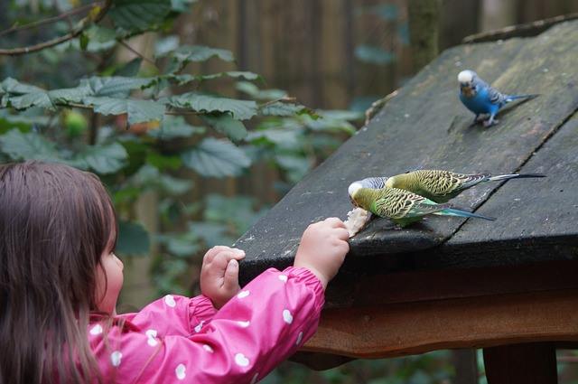 parakeets bird tame