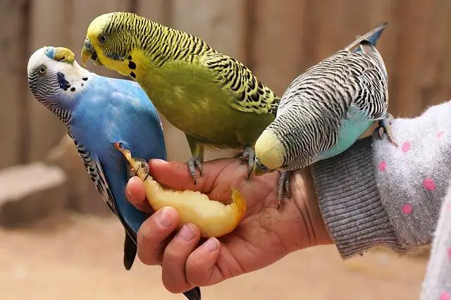 parakeets bird training