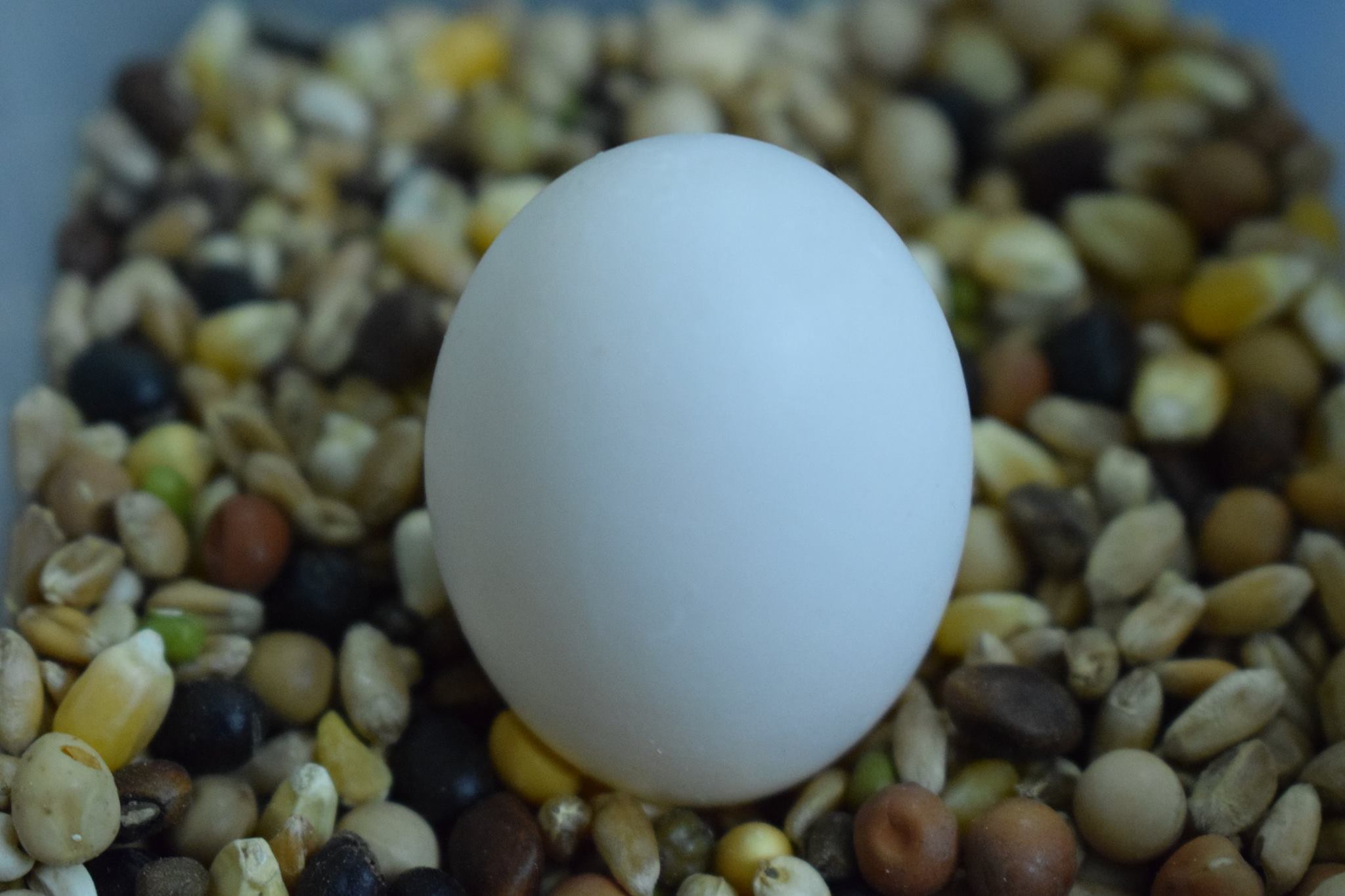 🐦Pigeon Eggs 🥚: Some Very Basic Facts of Pigeon Eggs