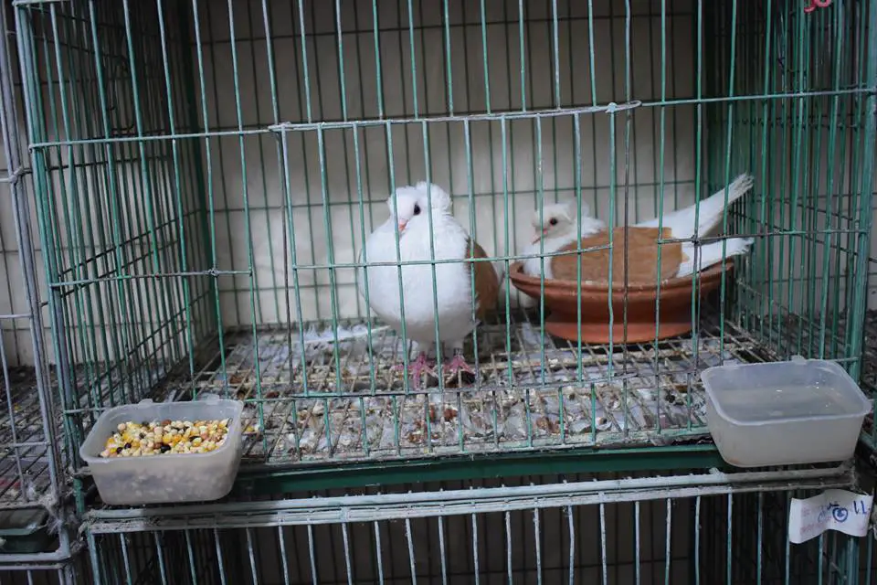 pet pigeon cage