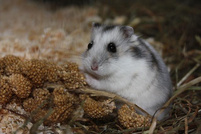 Roborovski hamsters