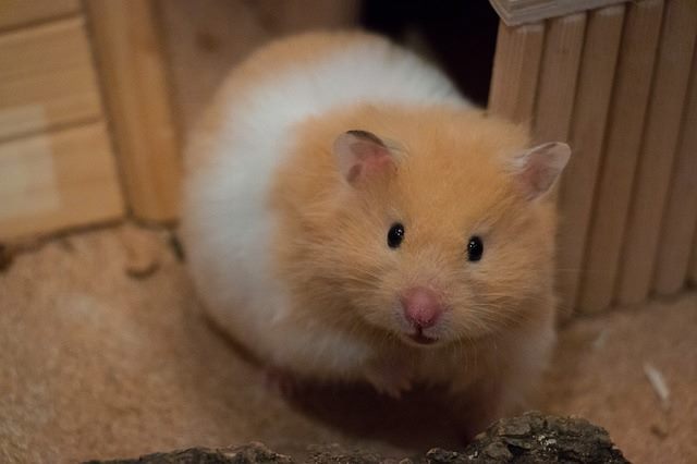 different kinds of hamsters