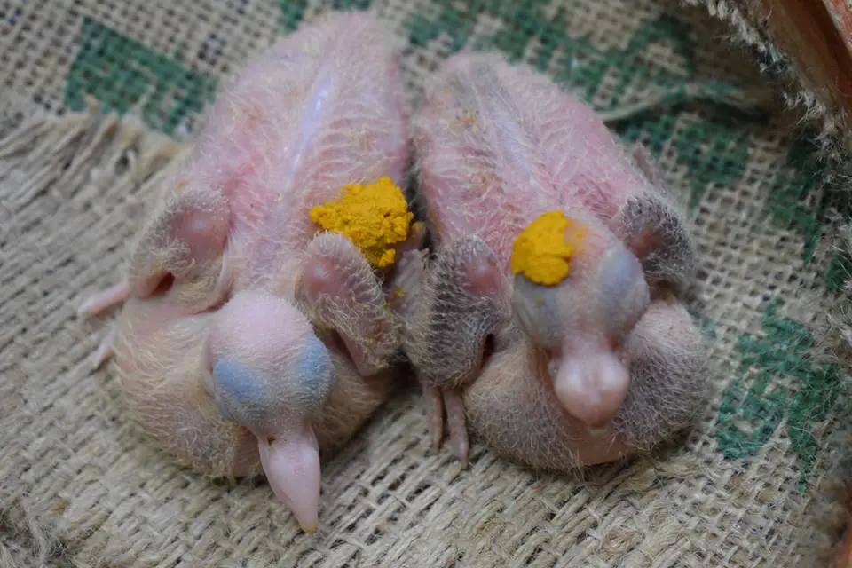 injured baby pigeon treatment