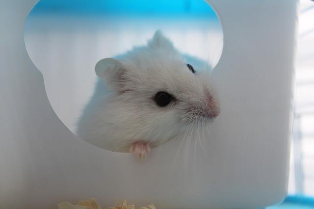 winter white hamsters