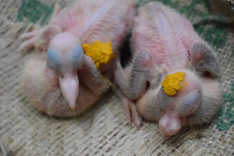 treatment of wounded baby pigeon