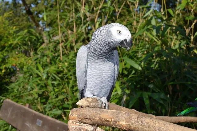 African grey parrot