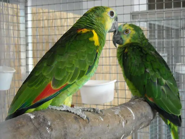 Amazon parrots