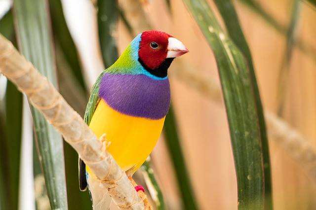 Finches Gouldian