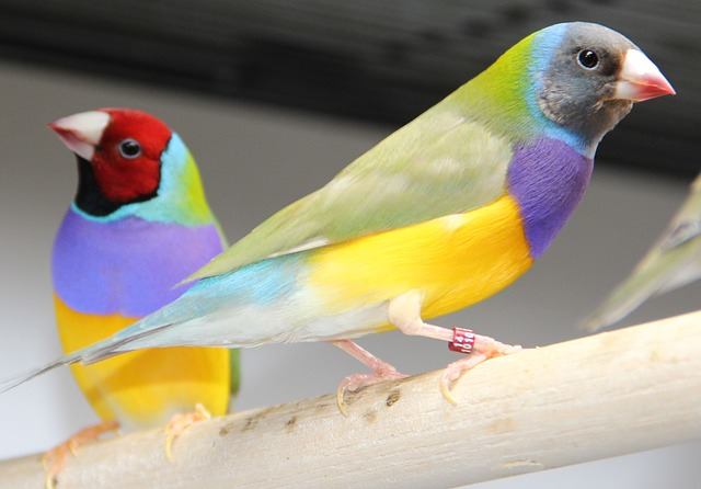 Gouldian finches