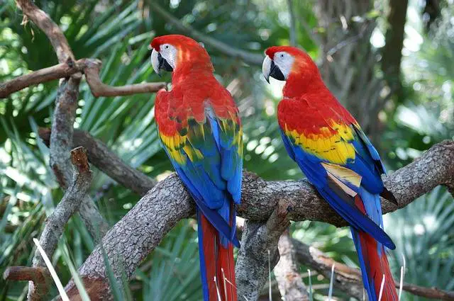 Red and blue Macaws