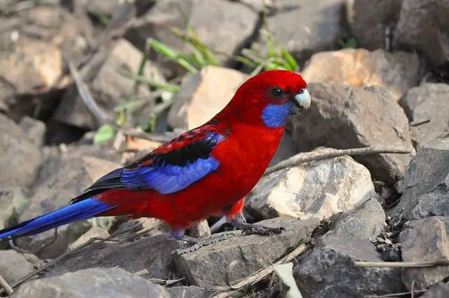 parrot rosella