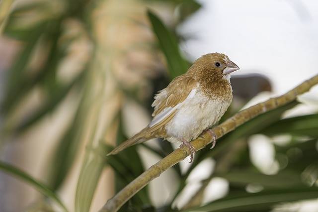 society finch lifespan