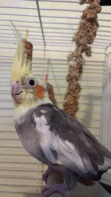 Which is the best cockatiel cage