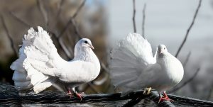White Pigeon