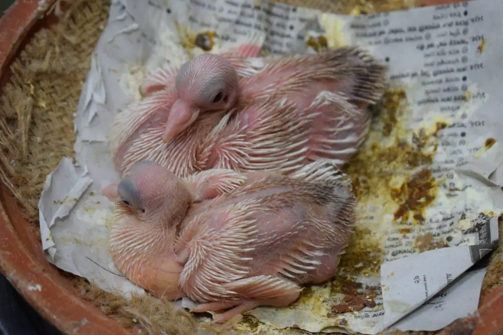 baby pigeon nest